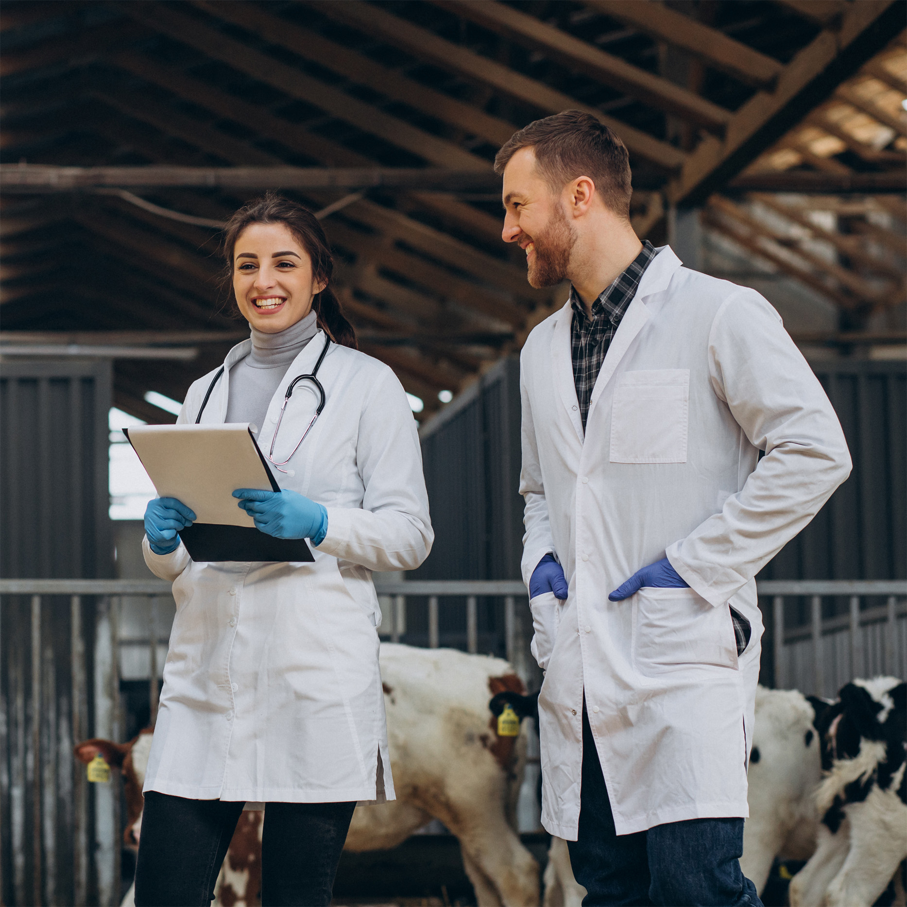 Veterinary at the farm walking in cowshed checking the cows
